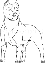 Maybe you would like to learn more about one of these? How To Draw A Pitbull Step By Step Drawing Guide By Dawn Dragoart Com