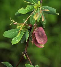 Image result for Terminalia stuhlmannii