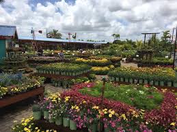 See more ideas about flamingo nursery, flamingo, nursery. Flamingo Road Nursery And Farmers Market Happy Earth Day Mother Nature Showed Us Her Love This Morning With Some Blessed Rain And Now The Sun Is Out And We Hope You Ll
