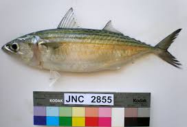 Tapi awas, ikan mempunyai duri yang kecil dan banyak yang tak terlihat. Ikan Kembung Wikipedia Bahasa Indonesia Ensiklopedia Bebas