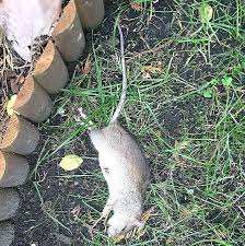 Haben wildschweine zugang zum garten. Ratte Oder Maus Im Garten Wir Lieben Von Ratten Im Garten Vertreiben Ratte Elegant Ist Das Tier Auf Dem Bild In Bezug Auf Ratte Oder Trending Decor Garden Rats