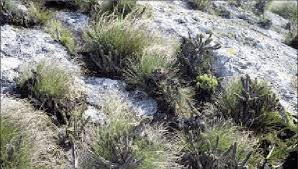 Image result for Plectranthus mandalensis