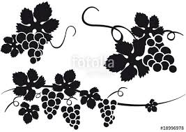 Grabado Racimo De Uvas Imagenes De Archivo Y Vectores Racimos De Uvas Imagenes De Uvas Uvas Imagenes transparentes png, graficos o archivos psd. www pinterest ru