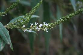 Image result for Buddleja asiatica