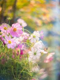 Pin By Jiraporn Inthasarakham On Oppsamling Cosmos Flowers Happy Flowers Love Flowers