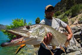 Use long pliers to remove the hooks, cutting the hooks that can not be removed easily. Utahdwr On Twitter Look At Those Teeth Shawn Devereaux Caught This 45 Inch Tiger Muskie At Joes Valley Res Last Week Utah Fishing Http T Co Qaiamqffgf