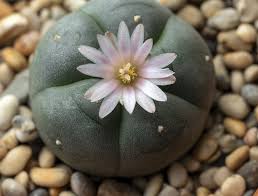 Both the mescaline cactus and the seeds can be ordered online in our webshop. What Is Peyote Everything You Need To Know About Mescaline Cactus Psychedelic Spotlight