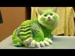 Whatsapp lustige videos zu weihnachten: Omg So Cute Best Funny Cats And Dogs Compilation 56 Youtube