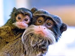 The emperor tamarin (saguinus imperator) is a species of tamarin allegedly named for its resemblance to the german emperor wilhelm ii. Emperor Tamarins Mother And Baby Emperor Tamarins Phot Flickr