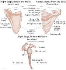 Related posts of shoulder bones anatomy diagram. Scapula Anatomy Location Parts Joints Muscles Anatomy Bones Scapula Upper Limb Anatomy