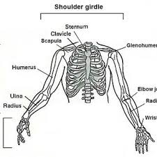 In this video we'll explore the muscles and functions of the shoulder girdle (pectoral girdle). Human Upper Limb Shoulder Girdle Arm And Hand Showing Bones And Download Scientific Diagram
