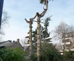 Der baumschnitt im winter fördert einen kräftigen austrieb im frühjahr und verhilft dem obstbaum so zu prächtigen früchten, denn bei diesem wachstum werden wichtige zweige für zukünftiges fruchtholz gebildet. Baum Und Strauchverschnitt Was Ist Erlaubt Was Nicht Vid