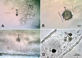 Check spelling or type a new query. Occurrence Types And Distribution Of Calcium Oxalate Crystals In Leaves And Stems Of Some Species Of Poisonous Plants Botanical Studies Full Text