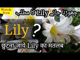 This information will be helpful for international travellers who. Lily Meaning In Hindi Urdu Lily Ka Matlab Pronunciation Of Lily What Lily Means Lily Flowers Youtube
