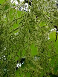 Image result for Boehmeria nivea