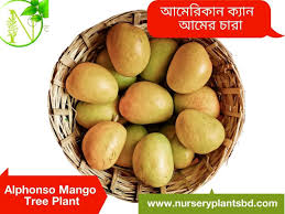 For best fruit production, the mango tree must not get any fertilizer at all between the months of september and january. The Best Alphonso Mango Trees For Sale 2021