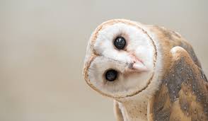 Image result for Sericanthe leonardii