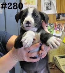 Logan County Pound Wv Logancountyanimals Gmail Com Please Share Pound Is Full Animal Advocacy Dog Adoption Dog Love