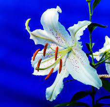 Pin On Lilies