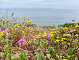 How to use endemic in a sentence. San Diego S Endemic Plants New Species And Living Fossils San Diego Zoo Wildlife Alliance