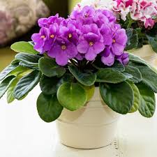 Maybe you would like to learn more about one of these? Magenta African Violet Plants For Sale Free Shipping