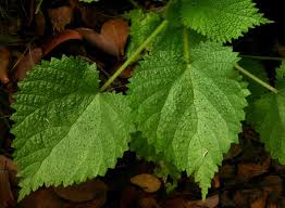 Image result for Obetia