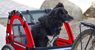 Hund An Fahrradanhanger Gewohnen So Geht S Hund Fahrrad Hundeanhanger Fahrrad Hunde
