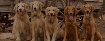 First, join a professional organization like the association of professional dog trainers. Home Your Pro Dog Trainer
