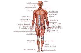 Human Being Anatomy Muscles Anterior View Image Visual Dictionary