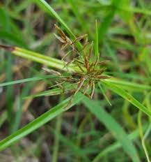 Image result for Pycreus