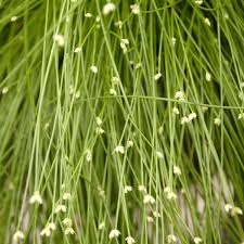Image result for Isolepis