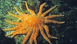 Most sea star species have five arms but many have more. More Than One Culprit Is Killing Sea Stars Futurity