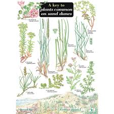 Key To Plants Common To Sand Dunes Name Trail Pack Of 10