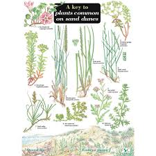 key to plants common to sand dunes name trail pack of 10