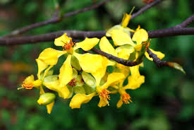 Image result for Ochna