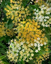 Image result for Tarenna