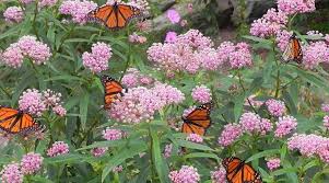 Asclepias Milkweed The Milky Bitter Sap Of Asclepias Milkweed Is The Essential Ingredient Tha Milkweed Plant Milkweed Plants That Attract Butterflies