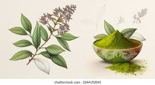 Image result for Lawsonia