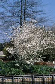 Image result for Amelanchier laevis