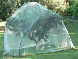 However, its effectiveness is limited. How To Protect The Fruits Of Your Labour Northern Rivers Wildlife Carers Inc