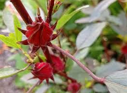 Image result for Hibiscus kirkii