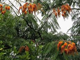 Image result for Colvillea