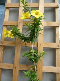 Image result for Allamanda schottii