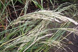 Image result for Eragrostis tef