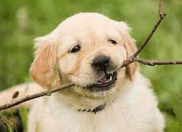Golden Retriever Dogs And Puppies Dog Breed Journal Dogs Golden Retriever Puppy Biting Golden Retriever