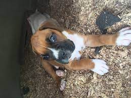See more ideas about boxer puppies, boxer, puppies. Boxer Puppies For Sale Robbins Tn 195940 Petzlover