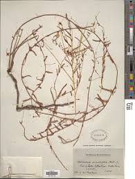 Image result for Xenostegia medium