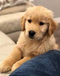 Bruno Golden Retriever Pup On Instagram Tbt 3 Months Old Couldn T Get On The Couch By Myself But Now They Ca Cute Dogs Cute Dogs And Puppies Cute Animals