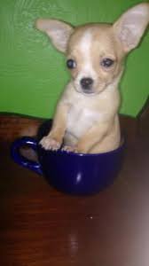 Very tiny merle female looking for pet home. Teacup Chihuahua Puppies Pets And Animals For Sale Pennsylvania