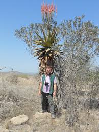 Image result for Aloe littoralis